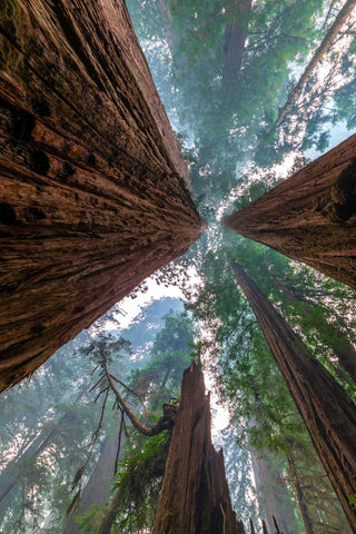 Jedediah Smith Redwoods State Park, California -  Art Wolfe - McGaw Graphics