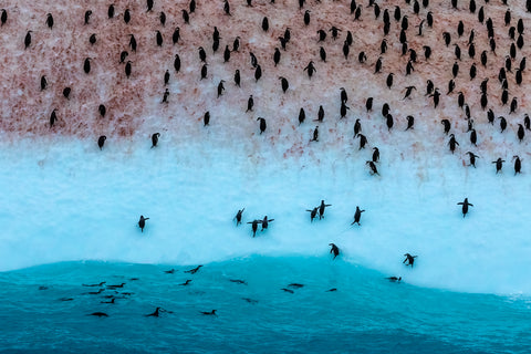 Gentoo and Chinstrap Penguins on Iceberg, Antarctica -  Art Wolfe - McGaw Graphics