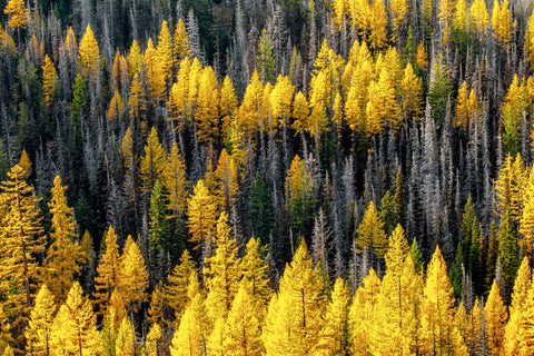 Abstract Larch, Cascade Range, Washington III -  Art Wolfe - McGaw Graphics