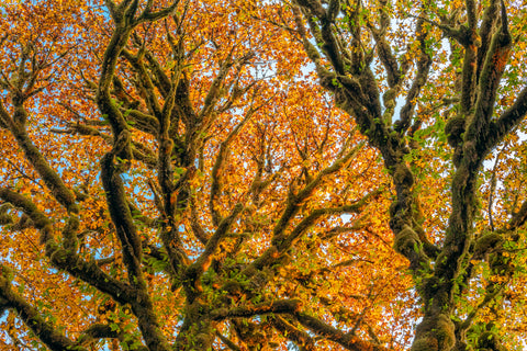 Trees, Olympic National Park, Washington -  Art Wolfe - McGaw Graphics