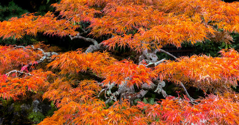 Japanese Maple, Seattle Washington -  Art Wolfe - McGaw Graphics