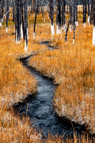 Calcified Lodgepole Pines and Stream, Yellowstone National Park, Wyoming -  Art Wolfe - McGaw Graphics