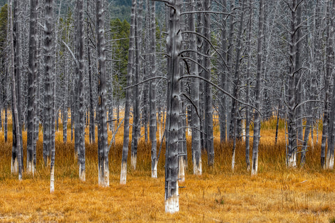 Calcified Lodgepole Pines, Yellowstone National Park, Wyoming -  Art Wolfe - McGaw Graphics