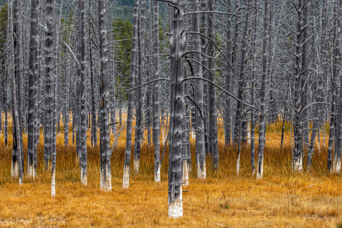 Calcified Lodgepole Pines, Yellowstone National Park, Wyoming -  Art Wolfe - McGaw Graphics