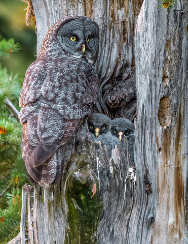 Great Gray Owl Family, Washington -  Art Wolfe - McGaw Graphics