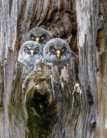 Great Gray Owlets, Washington -  Art Wolfe - McGaw Graphics