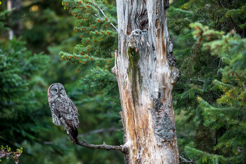 Great Gray Owl on Branch, Washington -  Art Wolfe - McGaw Graphics