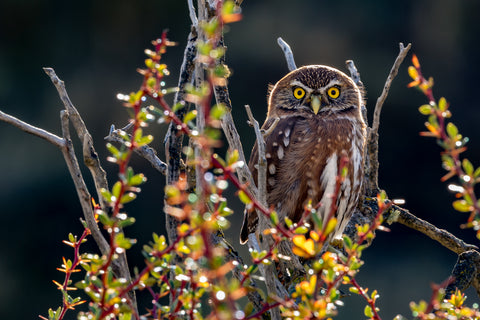 Ferruginous Pygmy Owl, Torres del Paine National Park, Chile -  Art Wolfe - McGaw Graphics