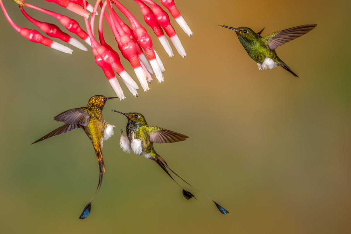 little wing electron HUMMINGBIRD プリアンプ 島村楽器立川店限定 Little Wing Electron【HUMMINGBIRD C212
