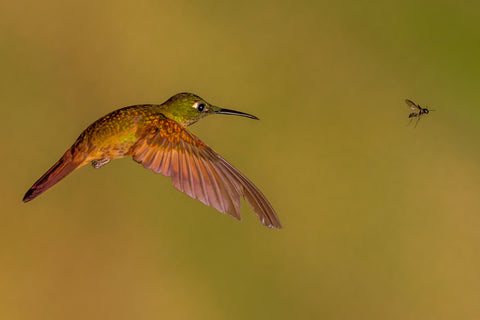 Fawn-Breasted Brilliant Hummingbird, Andean Cloud Forest, Ecuador -  Art Wolfe - McGaw Graphics