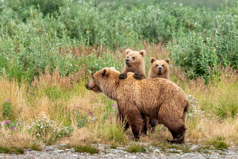 Brown Bear Family, Katmai National Park, Alaska -  Art Wolfe - McGaw Graphics