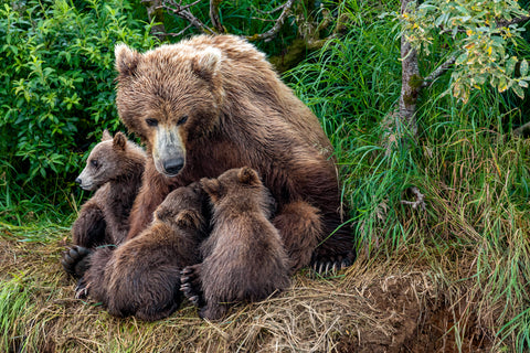 Brown Bear Nursing Cubs, Katmai National Park, Alaska -  Art Wolfe - McGaw Graphics