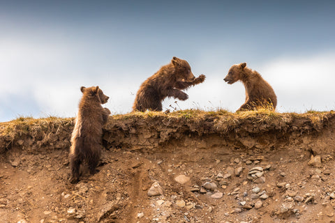 Brown Bear Cubs Playing, Katmai National Park, Alaska -  Art Wolfe - McGaw Graphics