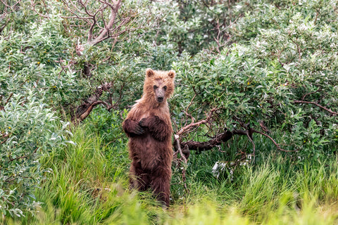 Standing Brown Bear, Katmai National Park, Alaska -  Art Wolfe - McGaw Graphics