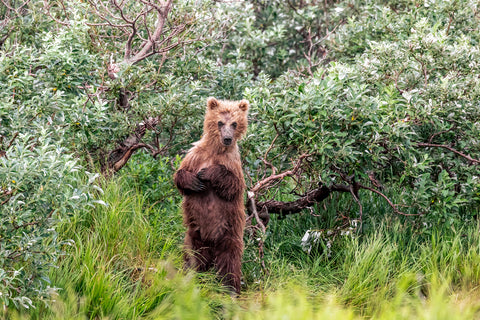 Standing Brown Bear, Katmai National Park, Alaska -  Art Wolfe - McGaw Graphics