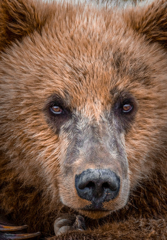 Brown Bear Portrait, Katmai National Park, Alaska -  Art Wolfe - McGaw Graphics