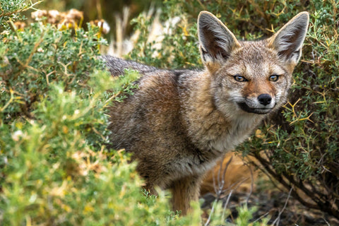 South American Gray Fox, Patagonia, Chile -  Art Wolfe - McGaw Graphics