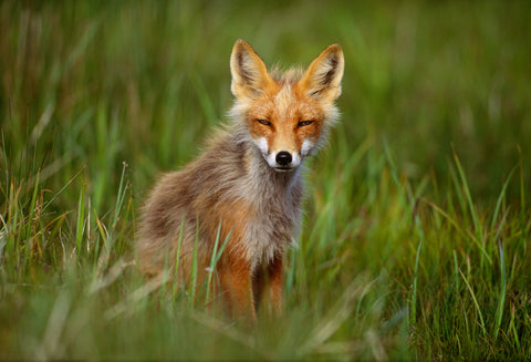 Red Fox, Cape Peirce, Togiak National Wildlife Refuge, Alaska -  Art Wolfe - McGaw Graphics