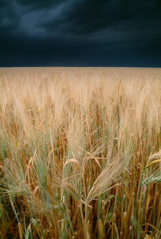 Wheatfields, Twin Buttes Region, Alberta, Canada -  Art Wolfe - McGaw Graphics