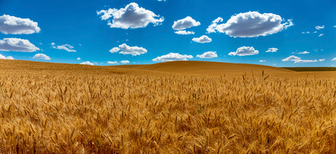 Wheatfields, Palouse, Washington -  Art Wolfe - McGaw Graphics