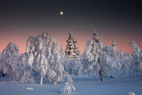 Moon Over Snowbound Northern Forest, Lapland, Finland -  Art Wolfe - McGaw Graphics