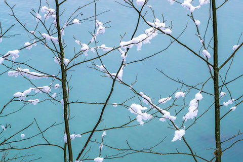 Alder Saplings, Skagit River, Washington -  Art Wolfe - McGaw Graphics