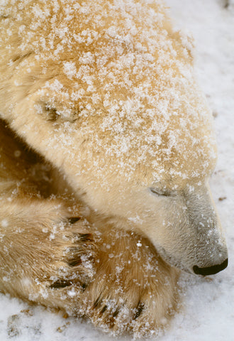 Polar Bear Sleeping, Manitoba, Canada -  Art Wolfe - McGaw Graphics