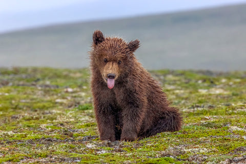 Naughty but Nice (Brown Bear Cub)