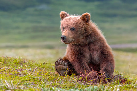 Bearly Awake (Brown Bear Cub)