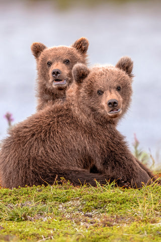 Troublesome Twosome (Brown Bear Cubs)