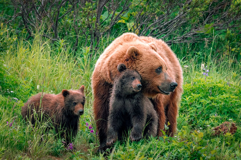 A Mother's Love (Brown Bear and Cubs)
