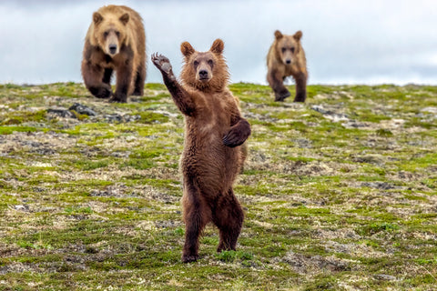 There's Always One (Brown Bear Cub)