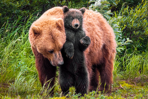 Lean on Me (Brown Bear and Cub)