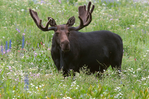 Meadow Moose