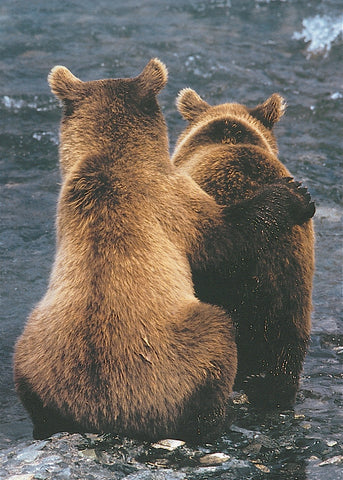 Two Bear Cubs -  Art Wolfe - McGaw Graphics