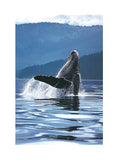 Humpback Whale