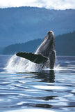 Humpback Whale