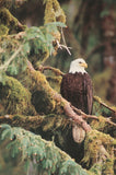 Silent Sentinel, Alaska -  Art Wolfe - McGaw Graphics