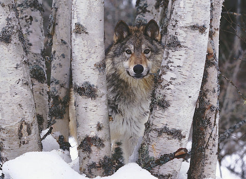 Mountain Ranger -  Art Wolfe - McGaw Graphics