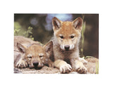 Spring Wolf Pups -  Art Wolfe - McGaw Graphics