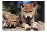 Spring Wolf Pups -  Art Wolfe - McGaw Graphics