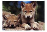 Spring Wolf Pups -  Art Wolfe - McGaw Graphics