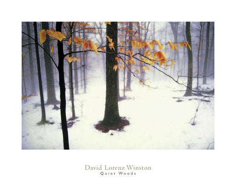 Quiet Woods -  David Lorenz Winston - McGaw Graphics