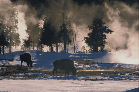 American Bison, Wyoming -  Art Wolfe - McGaw Graphics