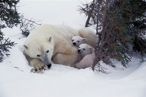 Snow Day -  Art Wolfe - McGaw Graphics