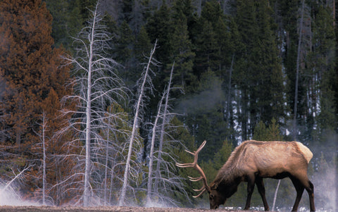 Bull Elk, Wyoming