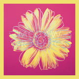 Daisy, c.1982 (fuchsia & yellow) -  Andy Warhol - McGaw Graphics