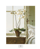 Bedside Orchid -  Zhen-Huan Lu - McGaw Graphics