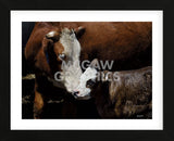 A Mother’s Love (Framed) -  Barry Hart - McGaw Graphics