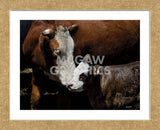 A Mother’s Love (Framed) -  Barry Hart - McGaw Graphics